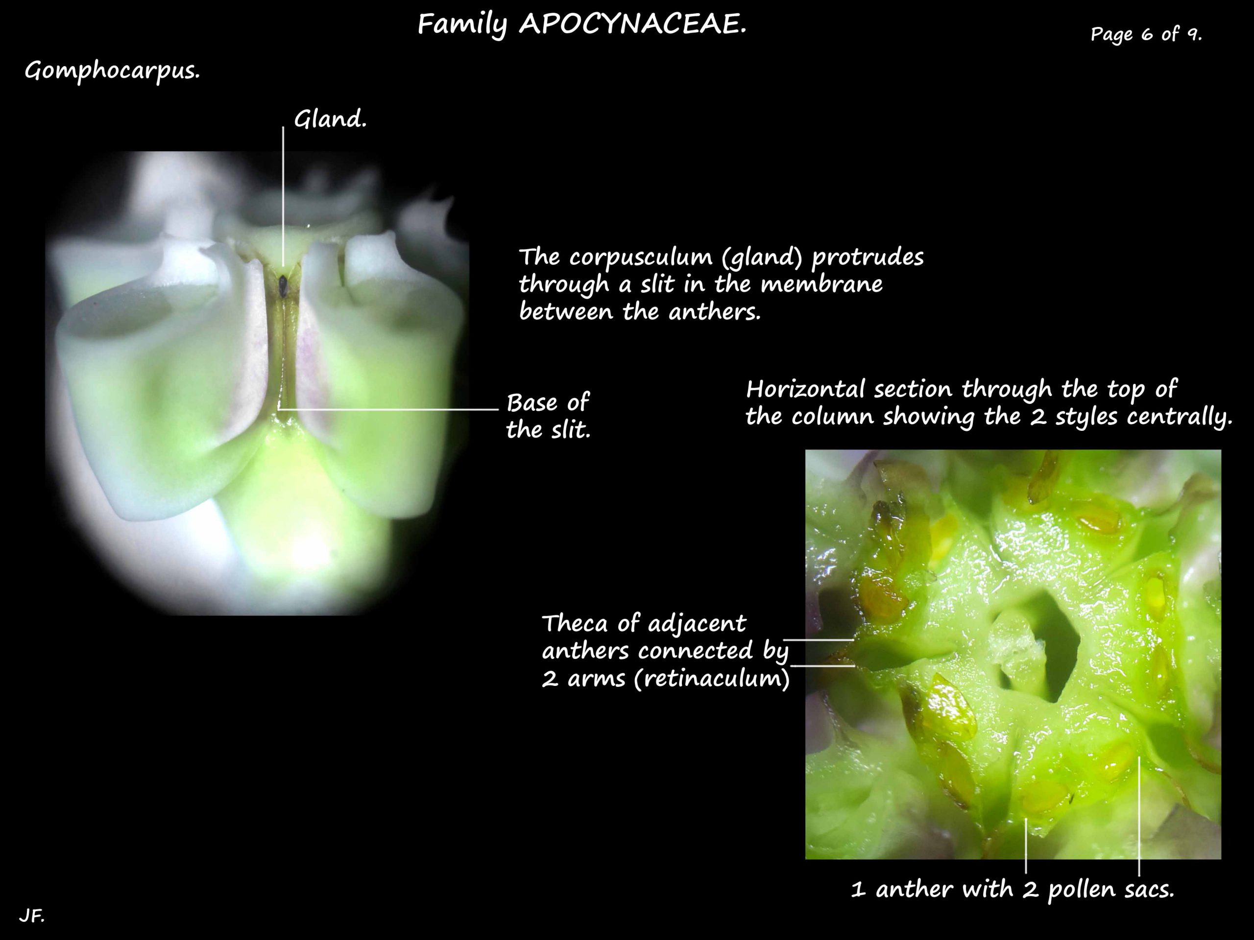 6  Gomphocarpus column & corpusculum